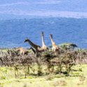 TZA ARU Ngorongoro 2016DEC23 057 : 2016, 2016 - African Adventures, Africa, Arusha, Date, December, Eastern, Month, Ngorongoro, Places, Tanzania, Trips, Year